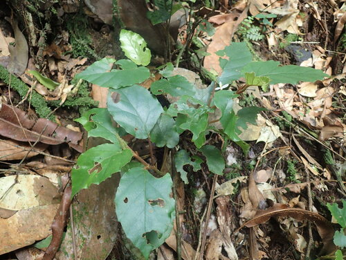 Begonia fusialata