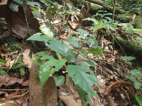 Begonia fusialata, photograph 1