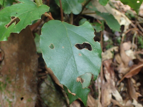 Begonia fusialata, photograph 3