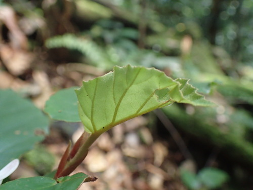 Begonia fusialata, photograph 4