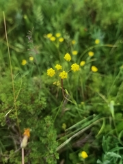 Bupleurum smithii