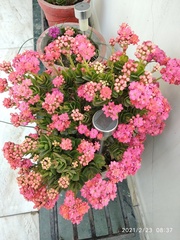 Kalanchoe