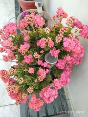Kalanchoe