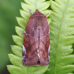 Cosmia affinis