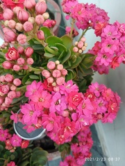 Kalanchoe