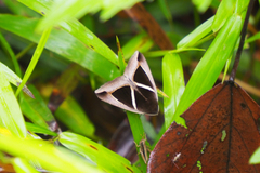 Chalciope mygdon