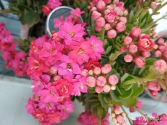 Kalanchoe