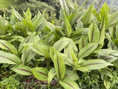 Curcuma zedoaria