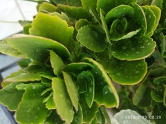 Kalanchoe
