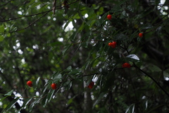 Wikstroemia nutans