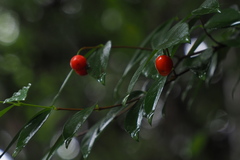 Wikstroemia nutans