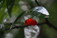 Wikstroemia nutans