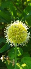 Allium obliquum