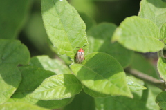 Disonycha brevilineata