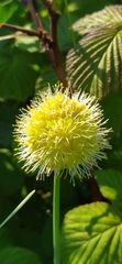 Allium obliquum