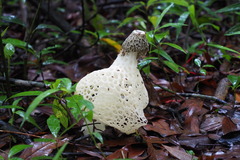 Phallus lutescens