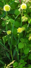 Allium obliquum