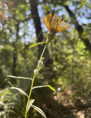 Pentanema salicinum