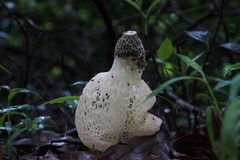 Phallus lutescens