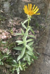 Pentanema salicinum