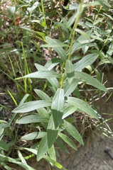 Pentanema salicinum