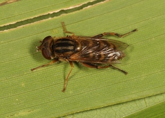 Anasimyia interpuncta