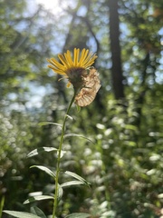 Pentanema salicinum