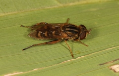 Anasimyia interpuncta