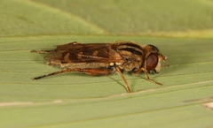 Anasimyia interpuncta