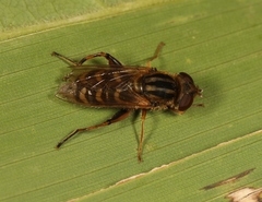 Anasimyia interpuncta