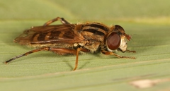 Anasimyia interpuncta