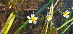 Ranunculus circinatus