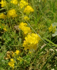 Medicago falcata