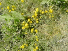Medicago falcata