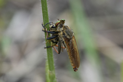 Cophinopoda