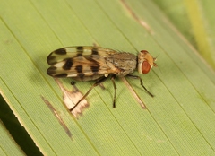 Melieria crassipennis
