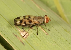 Melieria crassipennis
