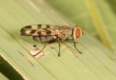 Melieria crassipennis