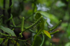 Gnetum luofuense