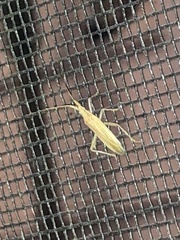 Stenodema trispinosum