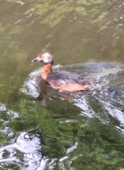Podiceps auritus