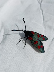 Zygaena viciae