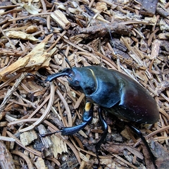 Lucanus cervus