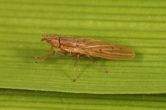 Trigonometopus frontalis