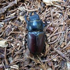 Lucanus cervus