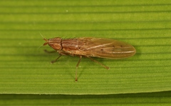 Trigonometopus frontalis