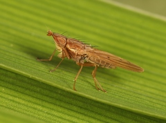 Trigonometopus frontalis