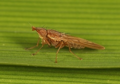 Trigonometopus frontalis
