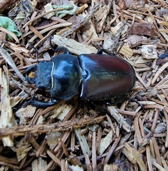 Lucanus cervus