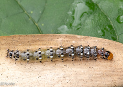 Filodes fulvidorsalis